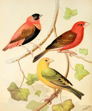 W A Blakston - WeaversOrange Bishop And Madagascar Saffron Flnch.webp