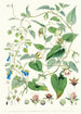 A C Gracilis H f i T B Codonopsis Campanumcea Javanica Hf i T C C Inflata Hf T - Walter Hood Fitch — widok dzieła