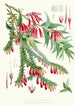 A Vaccinium Salignum Hf i T B Vaccinium Serpens Hf i T - Walter Hood Fitch — widok dzieła