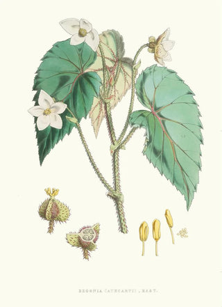 Walter Hood Fitch - Begonia Cathcartii H f et T.webp