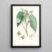 Begonia Cathcartii H f i T - Walter Hood Fitch — oprawiony obraz na ścianie