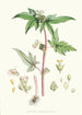 Begonia Gemmipara Hf et T - Walter Hood Fitch — widok dzieła