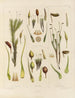 Botaniczny obraz kryptogamiczny z podróży na Antarktydę statków HM Discovery Erebus i Terror w latach 1839 Pl03 - Walter Hood Fitch — widok dzieła