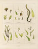 Botaniczny obraz kryptogamiczny z podróży na Antarktydę statków HM Discovery Erebus i Terror w latach 1839 Pl04 - Walter Hood Fitch — widok dzieła