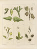 Botaniczny obraz kryptogamiczny z podróży na Antarktydę statków HM Discovery Erebus i Terror w latach 1839 Pl07 - Walter Hood Fitch — widok dzieła