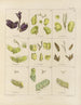 Botaniczny obraz kryptogamiczny z podróży na Antarktydę statkami HM Discovery Erebus i Terror w latach 1839 Pl08 - Walter Hood Fitch — widok dzieła