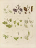 Botaniczny obraz kryptogamiczny z podróży na Antarktydę statków HM Discovery Erebus i Terror w latach 1839 Pl09 - Walter Hood Fitch — widok dzieła