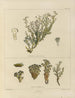 Botaniczny obraz kryptogamiczny z podróży na Antarktydę statków HM Discovery Erebus i Terror w latach 1839 Pl24 - Walter Hood Fitch — widok dzieła