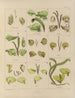 Botaniczny obraz kryptogamiczny z podróży na Antarktydę statków HM Discovery Erebus i Terror w latach 1839 Pl30 - Walter Hood Fitch — widok dzieła