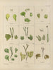 Botaniczny obraz kryptogamiczny z podróży na Antarktydę statków HM Discovery Erebus i Terror w latach 1839 Pl31 - Walter Hood Fitch — widok dzieła