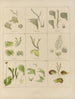 Botaniczny obraz kryptogamiczny z podróży na Antarktydę statków HM Discovery Erebus i Terror w latach 1839 Pl35 - Walter Hood Fitch — widok dzieła