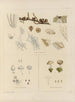 Botaniczny kryptogamiczny z podróży na Antarktydę statków HM Discovery Erebus i Terror w latach 1839 Pl36 - Walter Hood Fitch — widok dzieła