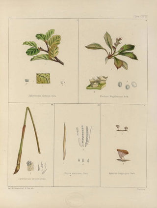 Walter Hood Fitch - Cryptogamic botany of the Antarctic voyage of HM Discovery ships Erebus and Terror in the years 1839 Pl37.webp