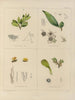 Botaniczny obraz kryptogamiczny z podróży na Antarktydę statków HM Discovery Erebus i Terror w latach 1839 Pl38 - Walter Hood Fitch — widok dzieła