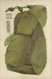 Botaniczny kryptogamiczny z podróży antarktycznej statków badawczych SM Erebus i Terror w 1839 Pl41 - Walter Hood Fitch — widok dzieła