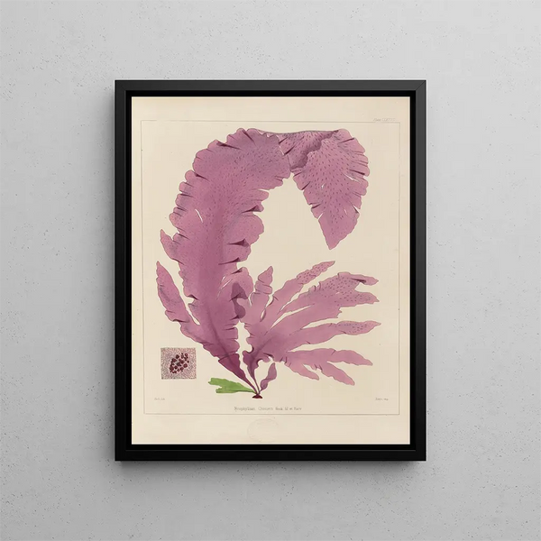 Walter Hood Fitch - Cryptogamic botany of the Antarctic voyage of HM Discovery ships Erebus and Terror in the years 1839 Pl47.webp