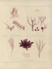 Botaniczny obraz kryptogamiczny z podróży na Antarktydę statków HM Discovery Erebus i Terror w latach 1839 Pl59 - Walter Hood Fitch — widok dzieła