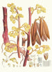 Cyrtosia Lindleyana Hf et T - Walter Hood Fitch — widok dzieła
