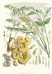 Decaisnea Insignis Hf et T - Walter Hood Fitch — widok dzieła