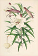 Lilium Browni - Walter Hood Fitch — widok dzieła
