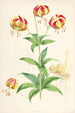 Lilium Californicum - Walter Hood Fitch — widok dzieła