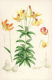 Lilium Canadense - Walter Hood Fitch — widok dzieła