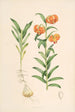 Lilium Carniolicum - Walter Hood Fitch — widok dzieła