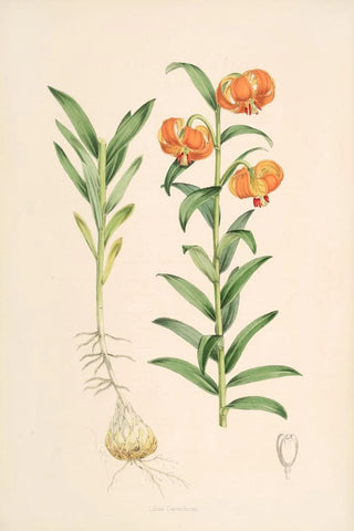 Walter Hood Fitch - Lilium Carniolicum.webp