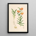 Lilium Carniolicum - Walter Hood Fitch — oprawiony obraz na ścianie