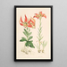 Lilium Carolinianum - Walter Hood Fitch — oprawiony obraz na ścianie
