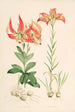 Lilium Carolinianum - Walter Hood Fitch — widok dzieła