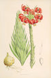 Lilium Chalcedonicum - Walter Hood Fitch — widok dzieła