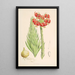 Lilium Chalcedonicum - Walter Hood Fitch — oprawiony obraz na ścianie