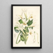 Lilium Cordifolium - Walter Hood Fitch — oprawiony obraz na ścianie