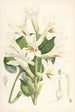 Lilium Cordifolium - Walter Hood Fitch — widok dzieła