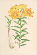 Lilium Croceum - Walter Hood Fitch — widok dzieła