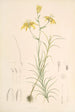 Lilium Davidi - Walter Hood Fitch — widok dzieła