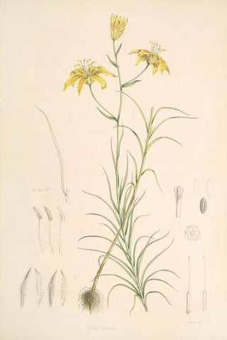 Walter Hood Fitch - Lilium Davidi.webp