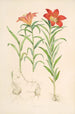Lilium Davuricum - Walter Hood Fitch — widok dzieła