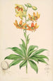 Lilium Hansoni - Walter Hood Fitch — widok dzieła
