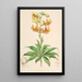 Lilium Hansoni - Walter Hood Fitch — oprawiony obraz na ścianie