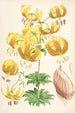 Lilium Humboldti - Walter Hood Fitch — widok dzieła