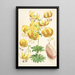 Lilium Humboldti - Walter Hood Fitch — oprawiony obraz na ścianie