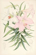 Lilium Japonicum - Walter Hood Fitch — widok dzieła