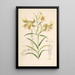 Lilium Leichtlinii - Walter Hood Fitch — oprawiony obraz na ścianie