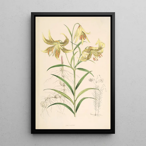 Walter Hood Fitch - Lilium Leichtlinii.webp