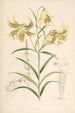 Lilium Leichtlinii - Walter Hood Fitch — widok dzieła