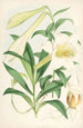 Lilium Neilgherriense - Walter Hood Fitch — widok dzieła