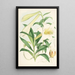 Lilium Neilgherriense - Walter Hood Fitch — oprawiony obraz na ścianie
