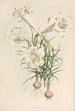 Lilium Philipinense - Walter Hood Fitch — widok dzieła